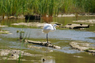 Great Egret standing in a shallow marsh.
